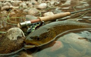 Fishing Report for Colorado