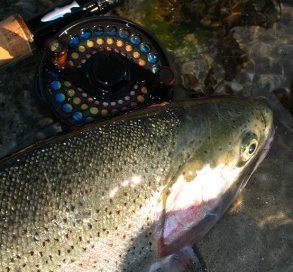Fly Fishing Tips For Beginners